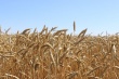 Хлеборобы Новоузенского района готовятся к уборке озимой пшеницы